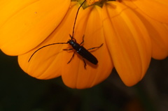 Ischnocnemis caerulescens
