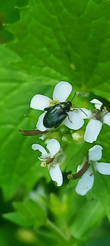 skočka repková (Psylliodes chrysocephala)