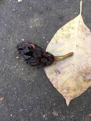Magnolia acuminata