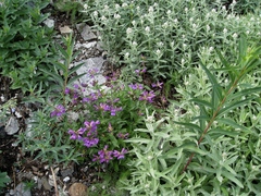 Penstemon serrulatus