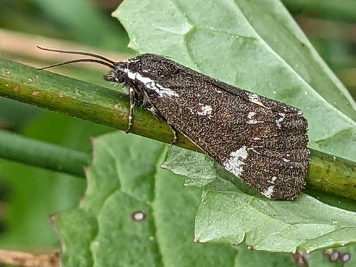 California Tiger Moth photo 6