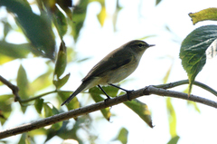 Phylloscopus collybita