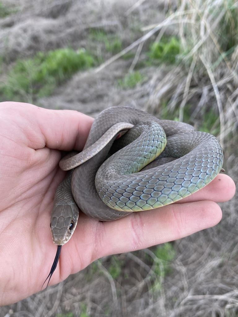 Western Yellow-bellied Racer in May 2023 by Aidan Kelly · iNaturalist