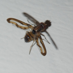 Toxonevra muliebris