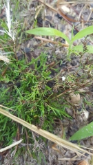 Polypremum procumbens