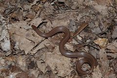 Virginia valeriae elegans