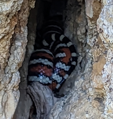 Arizona Mountain Kingsnake