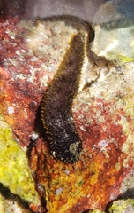 Holothuria lubrica