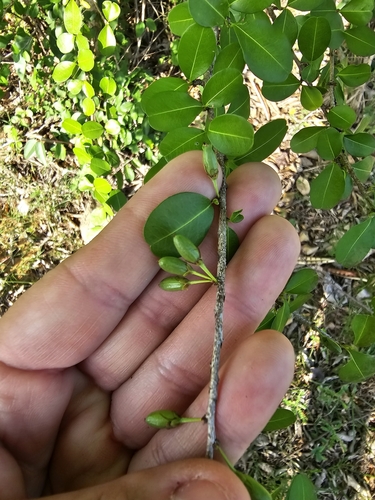 Brisselet (Erythroxylum brevipes)
