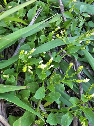Image of Microtea debilis by (c) ritirene, some rights reserved (CC BY)