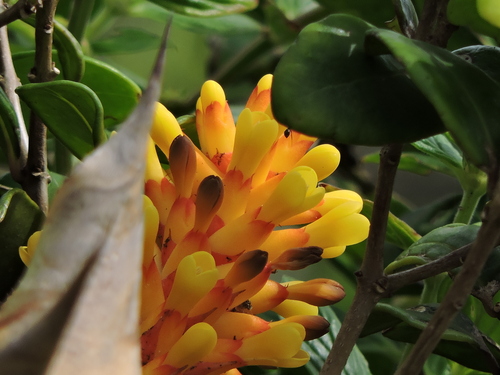 Aechmea comata (Aechmea comata)