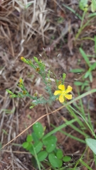 Hypericum drummondii