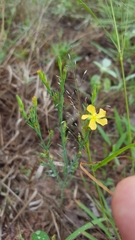 Hypericum drummondii