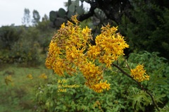 Roldana heracleifolia
