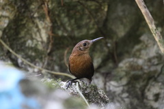 Sumichrast's Wren photo 5