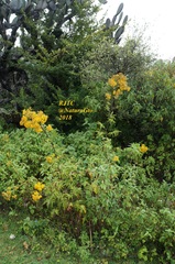 Roldana heracleifolia