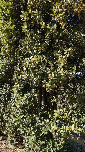 Lagunaria patersonia