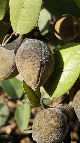 Lagunaria patersonia