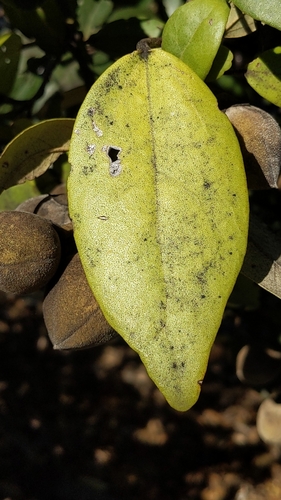 Lagunaria patersonia
