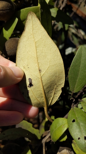 Lagunaria patersonia