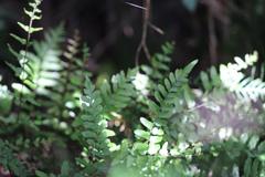 Blechnum molle