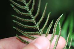 Blechnum molle