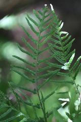 Blechnum molle