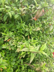 Clinopodium macrostemum