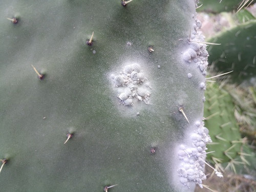 True cochineal bug photo 3