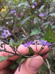 Solanum opacum