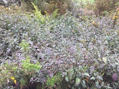 Solanum opacum