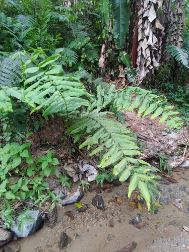 Hemidictyaceae