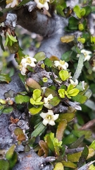 Pittosporum anomalum