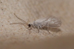 Coniopteryx