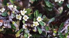 Pittosporum anomalum