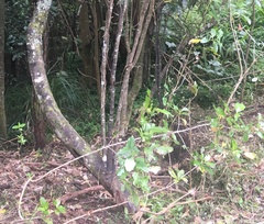 Coprosma macrocarpa minor