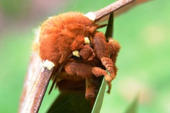 Procitheronia principalis