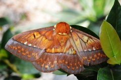 Procitheronia principalis