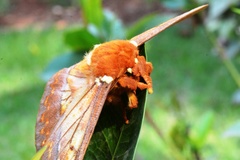 Procitheronia principalis