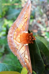 Procitheronia principalis