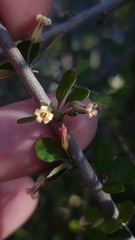 Pittosporum obcordatum