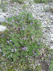 Oxytropis podocarpa