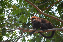 Alouatta guariba