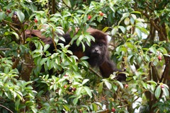 Alouatta guariba