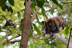 Alouatta guariba