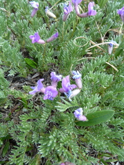 Oxytropis podocarpa