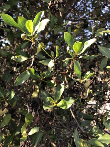 iNaturalist observation photo of Ngaio