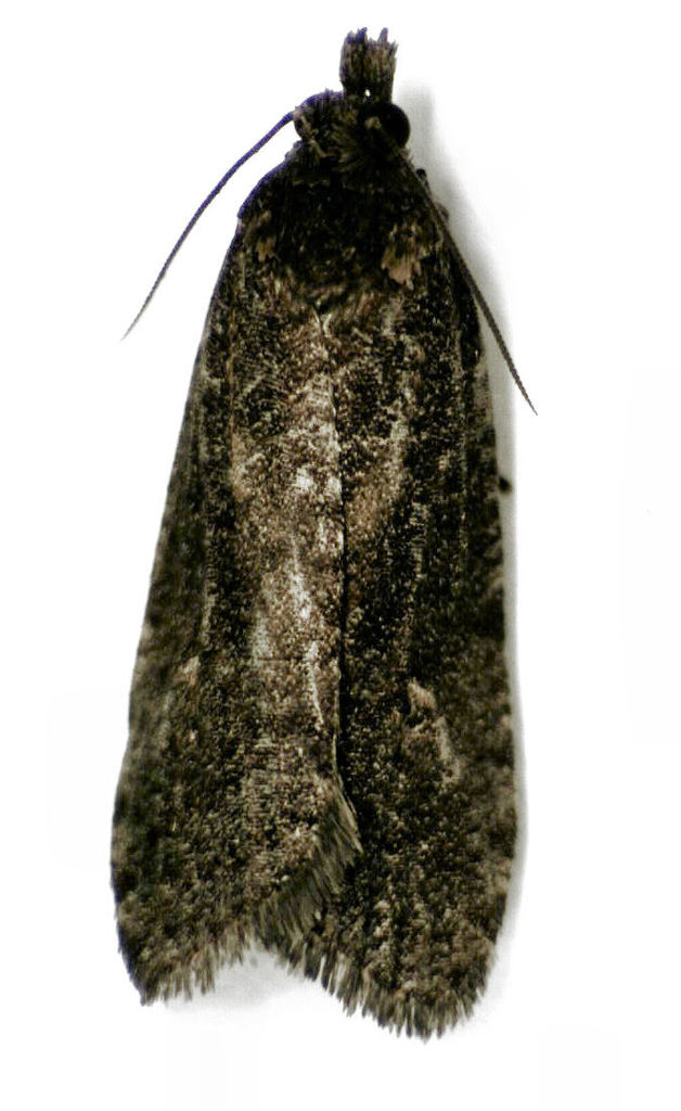 Microcorsini