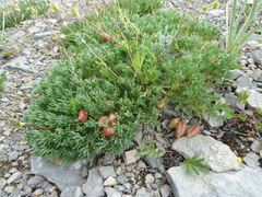 Oxytropis podocarpa