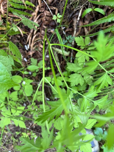 Image of Ligusticum apiifolium by (c) Judi Sanders, some rights reserved (CC BY)